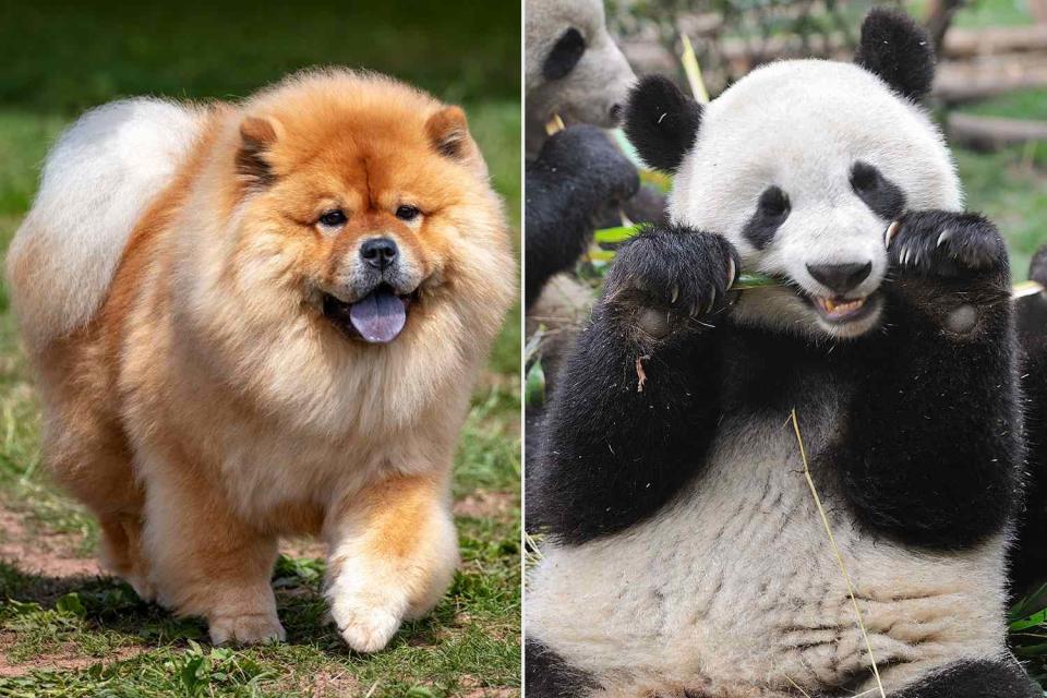 <p>Getty(2)</p> Chow Chow dog, Panda