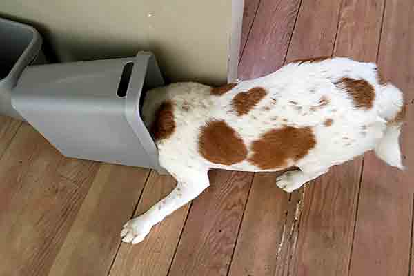 Harto de las travesuras, un hombre decide enseñarle a su perro a no tirar más basura. Foto: Searsie / Getty Images.