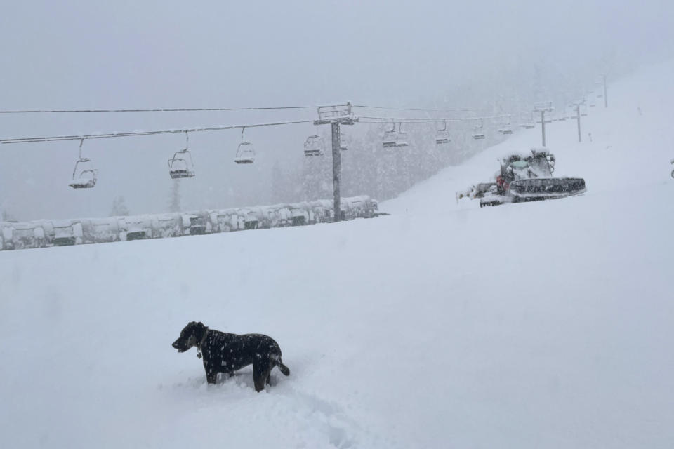 In this Monday, Oct. 25, 2021 file photo, provided by Palisades Tahoe, a dog stands in new snow near a chairlift at the ski resort as snow falls in Olympic Valley, Calif. After the previous season with virus-related restrictions ski resorts are expecting a more normal season this winter. (Palisades Tahoe via AP, File)