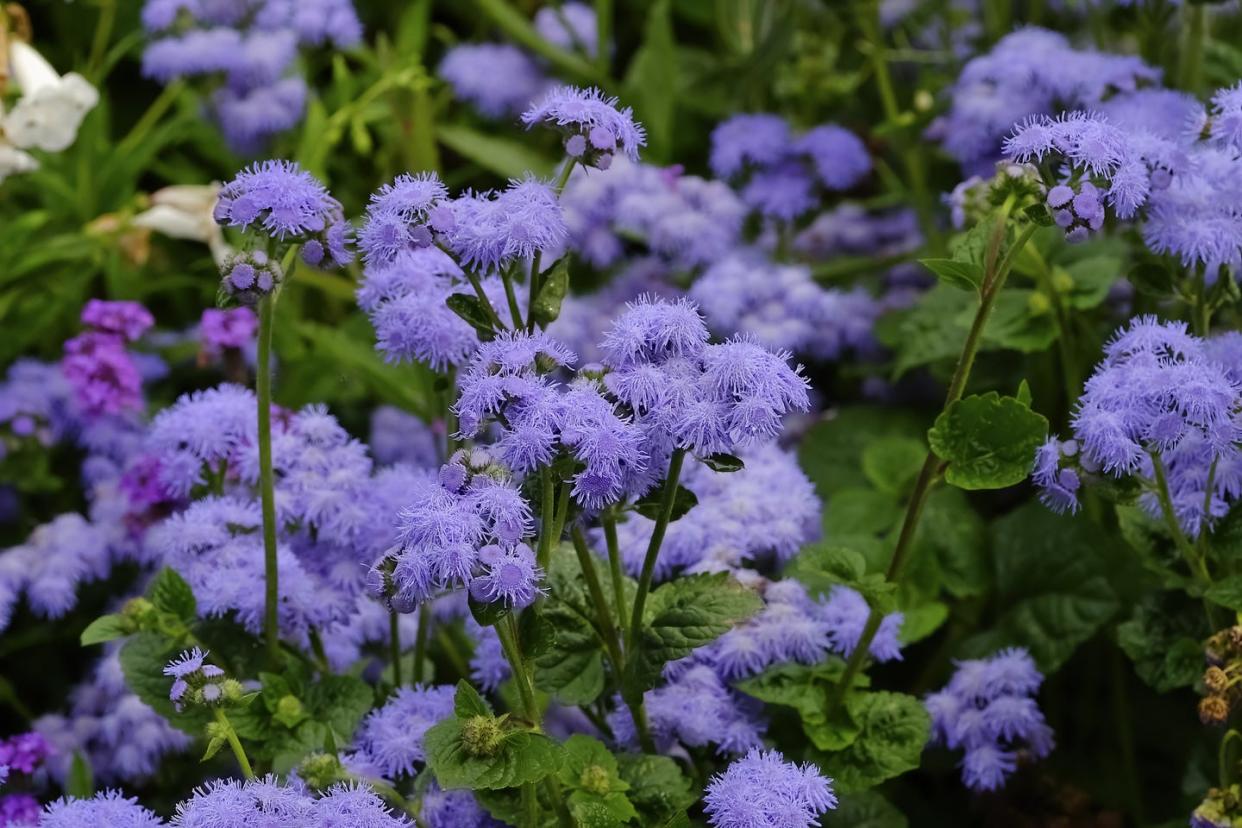 plants that repel bugs floss flower