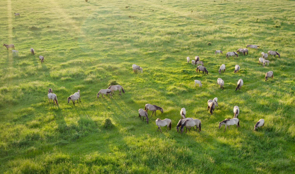 A free-roaming herd of Konik horses at Wicken Fen in Cambridgeshire (BBC/Silverback Films/Hamza Yassin/PA)