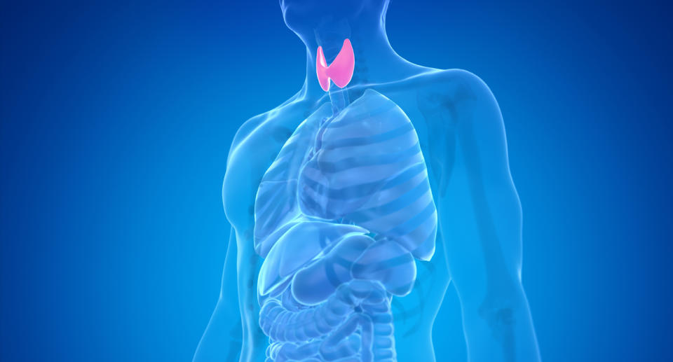 A medical diagram shows the thyroid glad which is a bowtie-shaped organ in the neck.