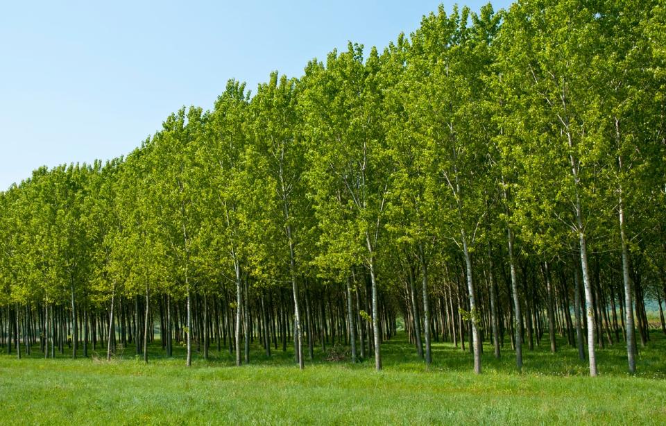 Rows of poplar trees