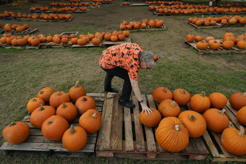 Volunteer Teena Larson works in a church pumpkin patch, Friday, Oct. 27, 2023, in San Antonio. Drought in some areas have resulted in higher prices for pumpkins at the grocery store or pumpkin patch. (AP Photo/Eric Gay)