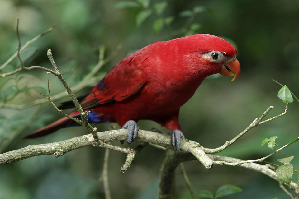 (PHOTO: Wildlife Reserves Singapore)