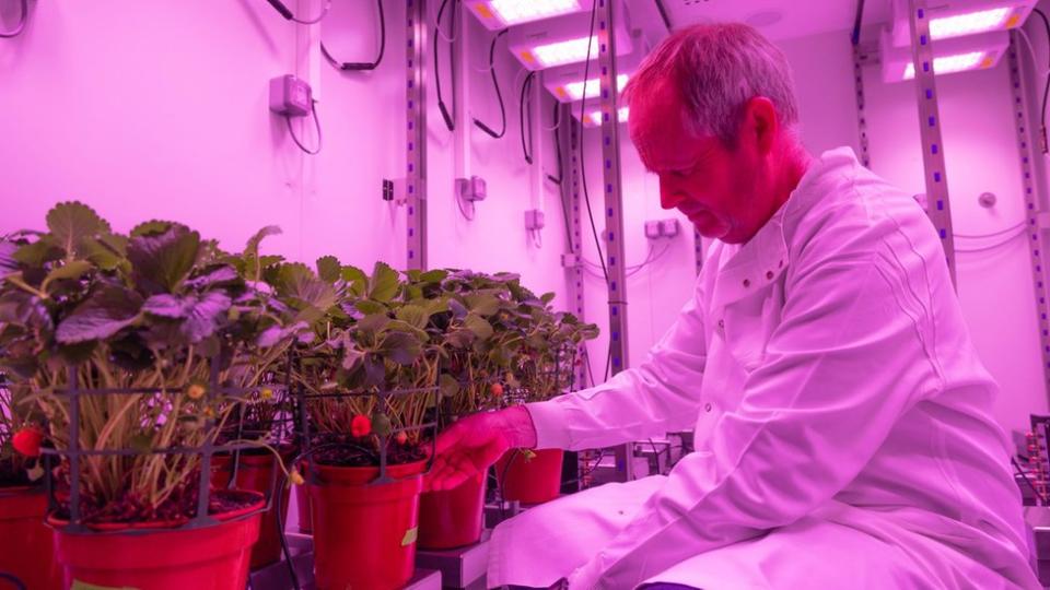 Dr Phillip Davey looks at potted plants in the drought room