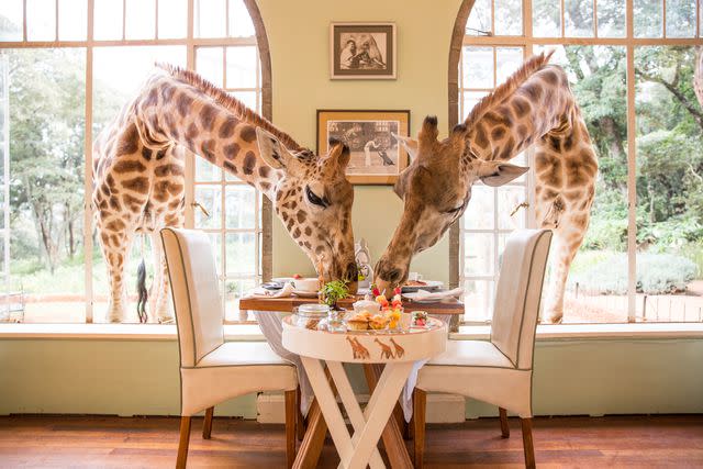 <p>Courtesy of Giraffe Manor</p> Neck and neck in the race for breakfast at Giraffe Manor.