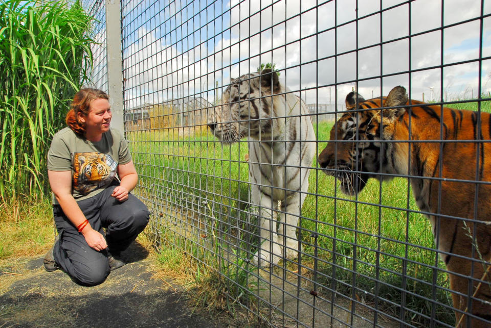 Rosa King with the tigers at Hamerton Zoo (Picture: SWNS)