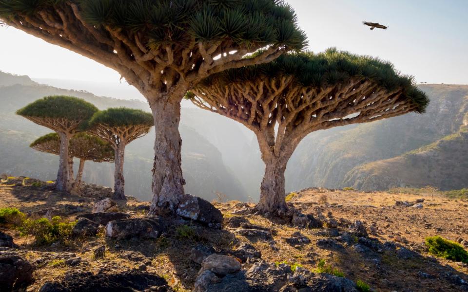 Dragon blood trees in Socotra, Yemen