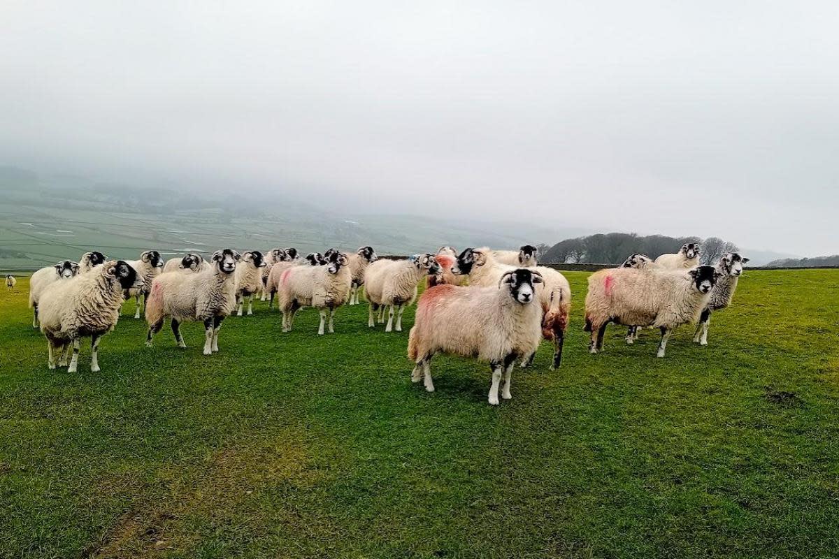 Expectant sheep above Long Preston <i>(Image: Lesley Tate)</i>