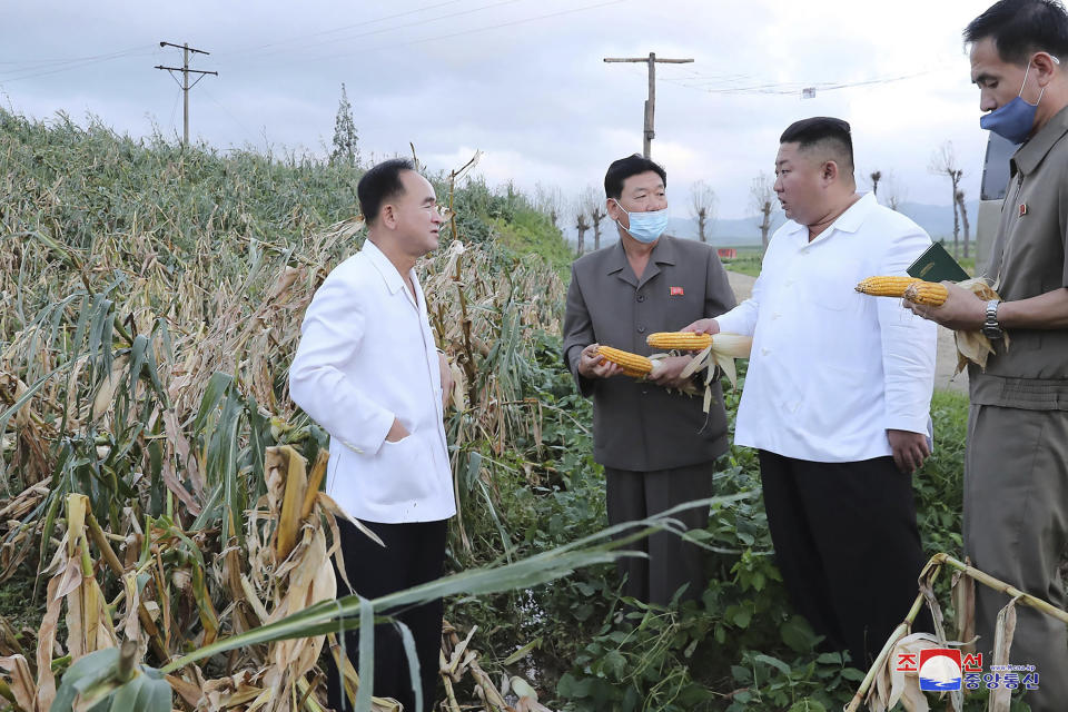 In this undated photo provided on Friday, Aug. 28, 2020, by the North Korean government, North Korean leader Kim Jong Un, second from right, holds a corn during his visit to a western coastal area in South Hwanghae province, North Korea, where Typhoon Bavi made landfall early Thursday, Aug. 27. Independent journalists were not given access to cover the event depicted in this image distributed by the North Korean government. The content of this image is as provided and cannot be independently verified. Korean language watermark on image as provided by source reads: "KCNA" which is the abbreviation for Korean Central News Agency. (Korean Central News Agency/Korea News Service via AP)