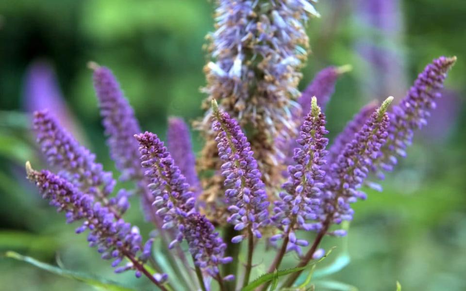 Veronicastrum sibiricum 'Red Arrows' -  The Garden Collection/FP/Martin Hughes-Jones