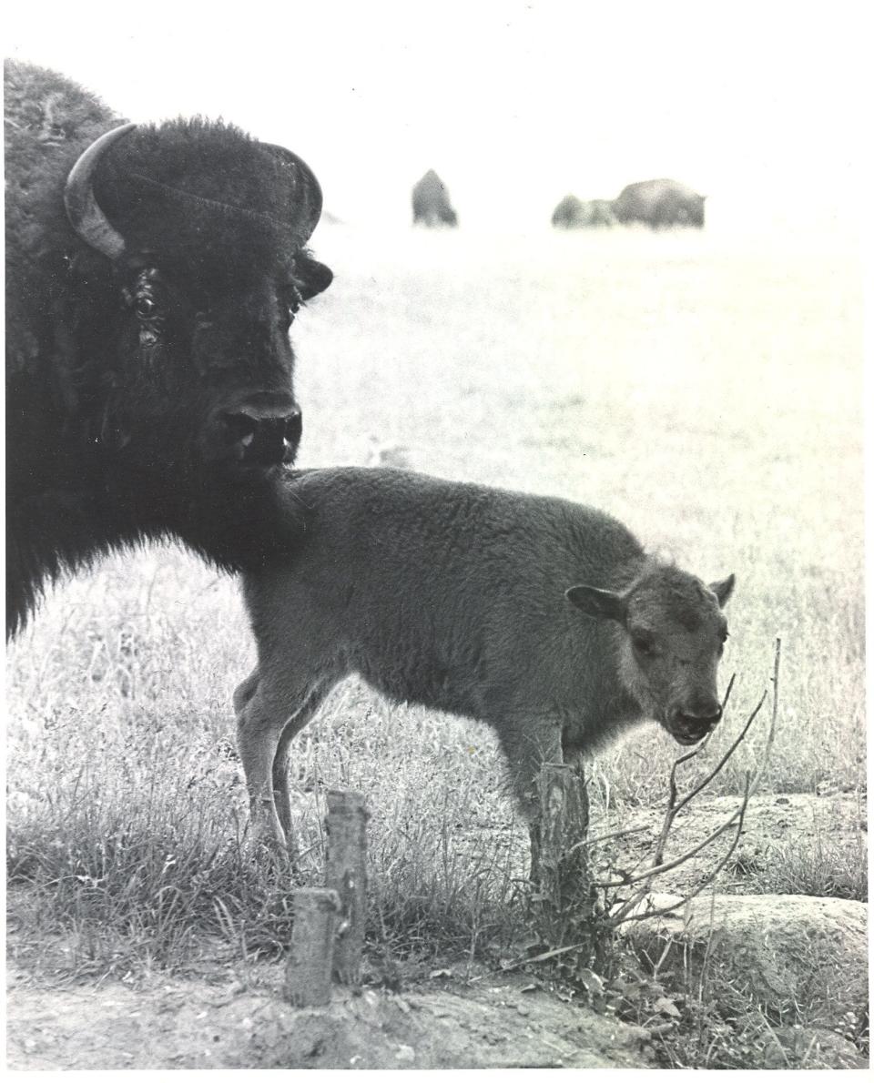 Buffalo belonging to Anheuser-Busch Inc. are pictured in 1974.