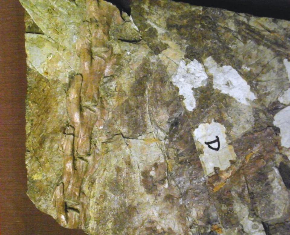我們已經發現了美麗羽暴龍的尾羽化石，但很可能還有其他擁有羽毛的巨型恐龍尚未找到直接證據。 圖片來源：Kumiko