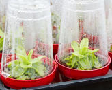<p> If you&apos;re growing flowers from seeds, you can ensure young plants get off to a steady start by giving them their own mini grow houses. Inexpensive plastic pint glasses make excellent miniature greenhouse and can easily slot, upside-down, on to plastic plant pots and saucers. Moisture from the compost and retained heat will quickly create a biome with steady air temperature enabling roots to establish and leaves to thrive.&#xA0; </p> <p> Choose pots or deep saucers with drainage holes and place on a larger tray so you can water plants from below without having to remove the plastic protectors. Look for biodegradable plastic &#x2013; they will easily last for the growing season and will break down completely within 1-2 years when composted. </p>