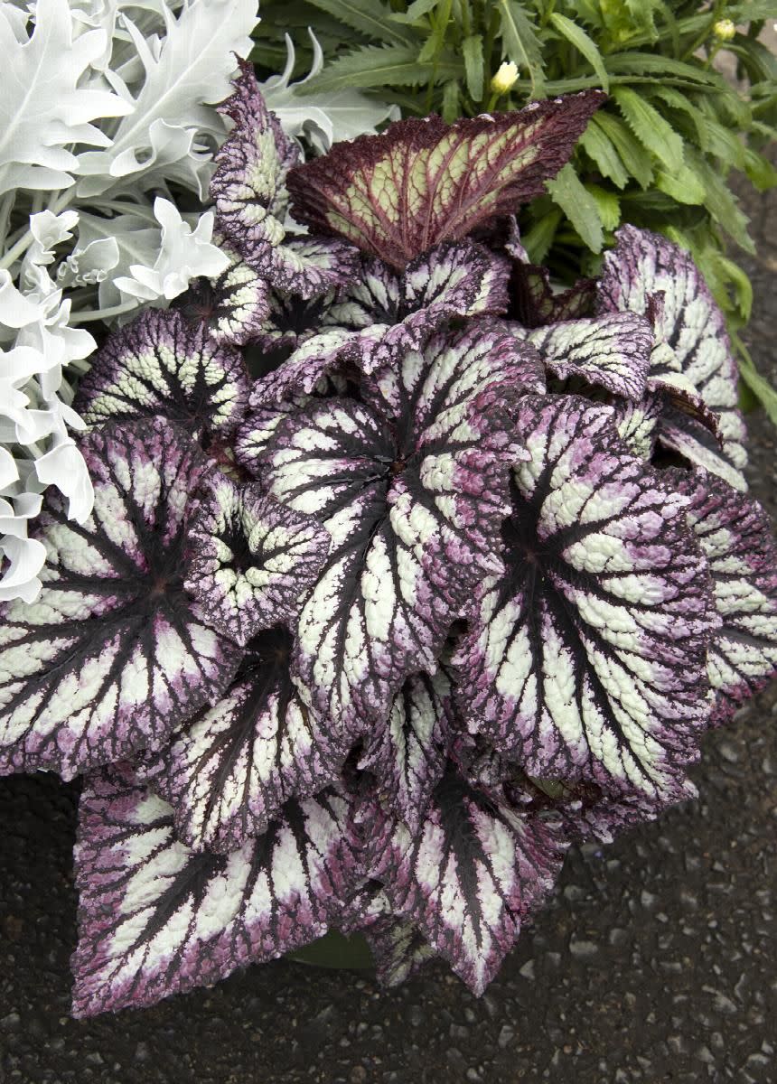 a purple flower with green leaves