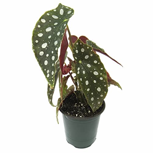 Begonia maculata 'Wightii', Polka Dot Begonia, Clown Begonia, Trout Begonia, Spotted Begonia, Angel Wing Begonia, houseplant, Interesting Foliage Plant, 4