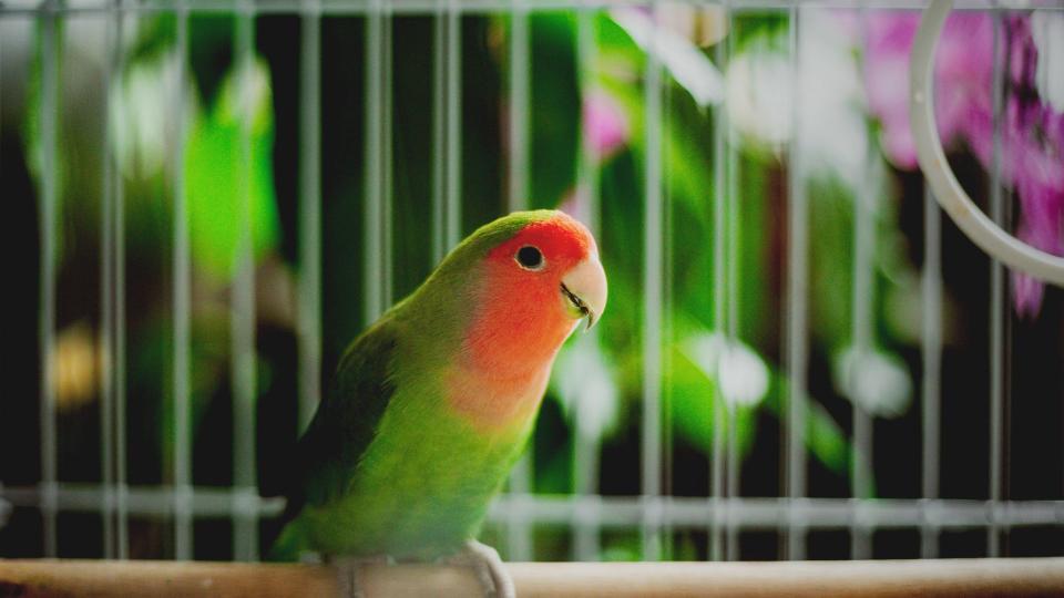 Green and red Lovebird in cage  — Best small pets