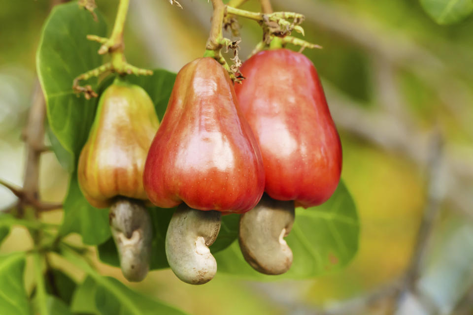 Unten am rötlichen Cashewapfel hängt die nierenförmige Cashewfrucht, in der ein essbarer Kern schlummern, deren Schale jedoch ein Kontaktgift enthält. (Bild: Getty Images)