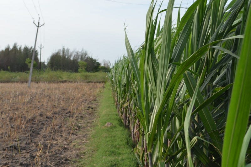 Representational image of a sugarcane field.