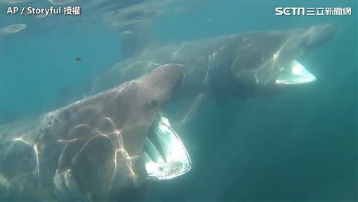 姥鯊普遍分布在世界各地北面至溫帶近大陸棚的海域。（圖／AP Storyful授權）