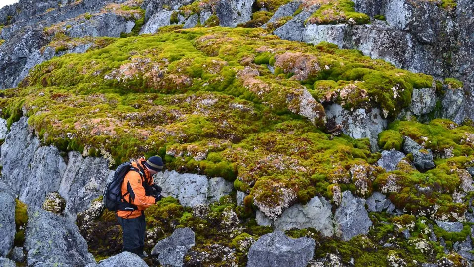 Vegetation growing on the rocky landscape at Norsel Point in Antarctica. - Dan Charman