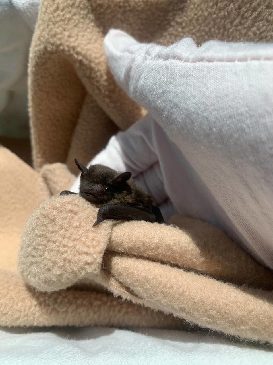 A specialist comforts a rescued evening bat.