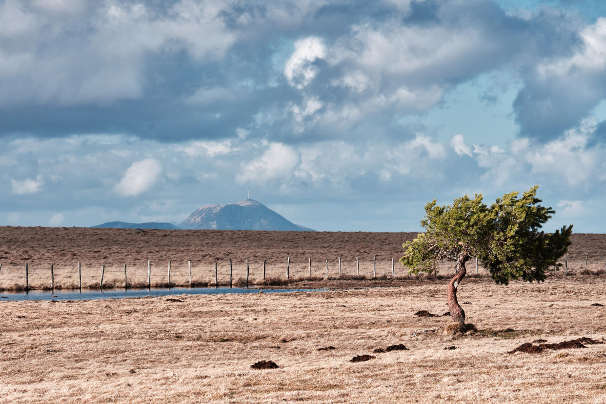 Long focal shot of an isolated tree lost in a wide field of dry grass. Puy de Dôme volcano is rising above the horizon line. Auvergne France.
