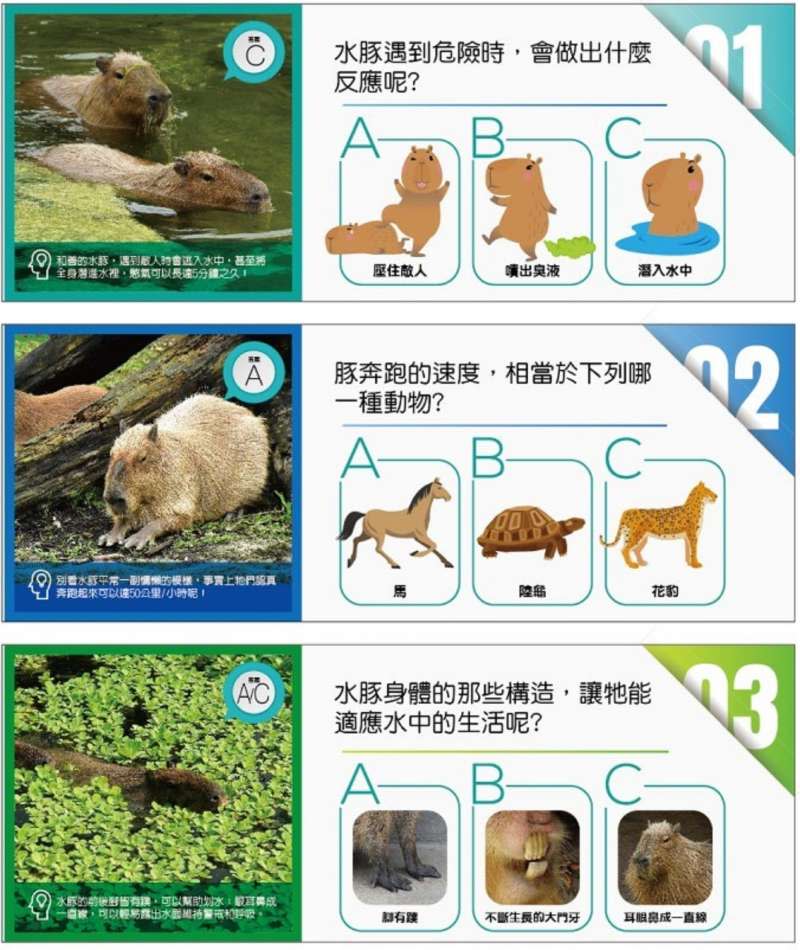 水豚（台北市立動物園）