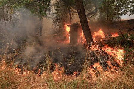 Underbrush burns on the south edge of the Carr Fire near Igo, California, U.S. July 29, 2018. REUTERS/Bob Strong