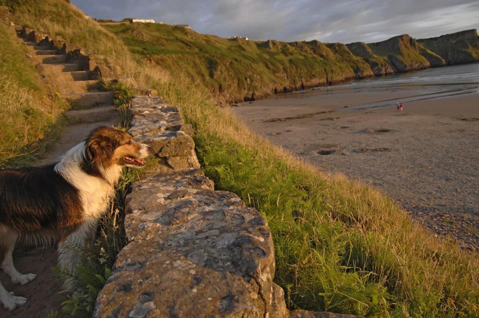 <p>Wherever you stand on Rhossili Bay, you're treated to spectacular views - which is unsurprising when you find out that the stretch of coastline here sits within the first Area of Outstanding Natural Beauty in the UK. </p><p>Your dog can roam free across the sands here, and at low-tide, you can cross the causeway to Worms Head (though careful timing is advised!). </p><p><strong>Where to stay: </strong>The highly-rated <a href="https://airbnb.pvxt.net/qnAWgb" rel="nofollow noopener" target="_blank" data-ylk="slk:Broad Park" class="link ">Broad Park</a> is loved by couples, and those who are looking to explore the area. The accommodation is room-only but is nearby to lots of other dining options.</p><p><a class="link " href="https://airbnb.pvxt.net/qnAWgb" rel="nofollow noopener" target="_blank" data-ylk="slk:CHECK AVAILABILITY">CHECK AVAILABILITY</a></p>