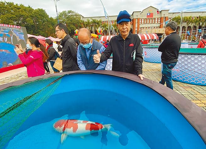 楊裕豐飼養的「紅白」錦鯉，在2020國際錦鯉品評會榮獲「全體總冠軍」，他也高興的比「讚！」（羅浚濱攝）