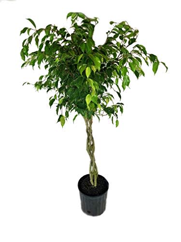 Ficus Benjamina Weeping Fig Braided Tree - Live Plant in a 10 Inch Pot - Ficus Benjamina - Beautiful Ornamental Interior Tree