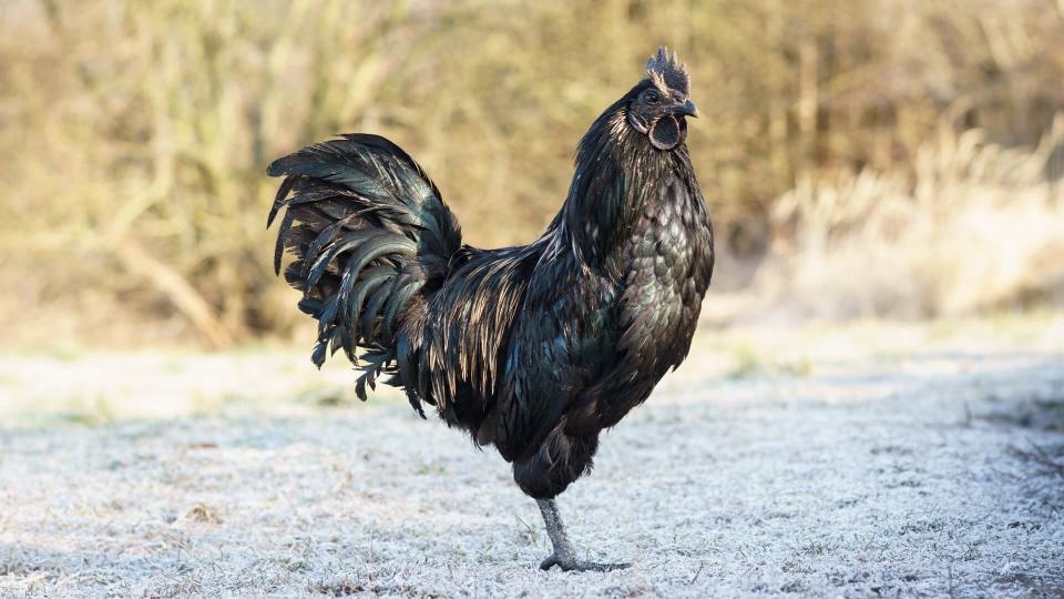 Ayam Cemani Chicken in the open field