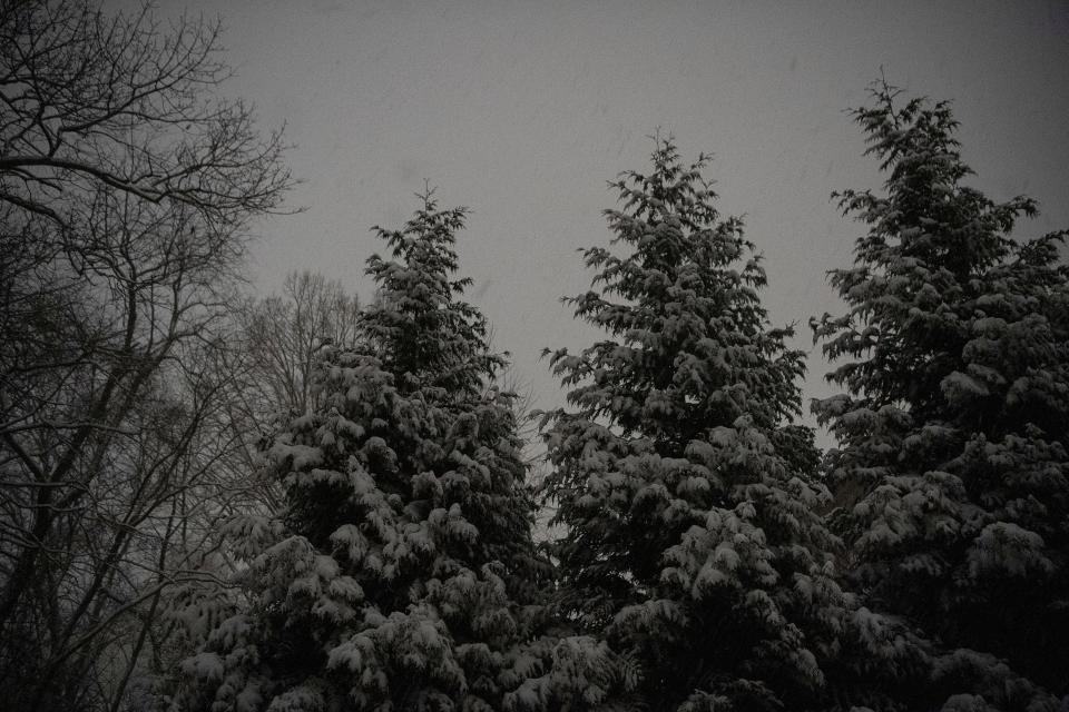 Trees are covered in snow in West Asheville January 2022.