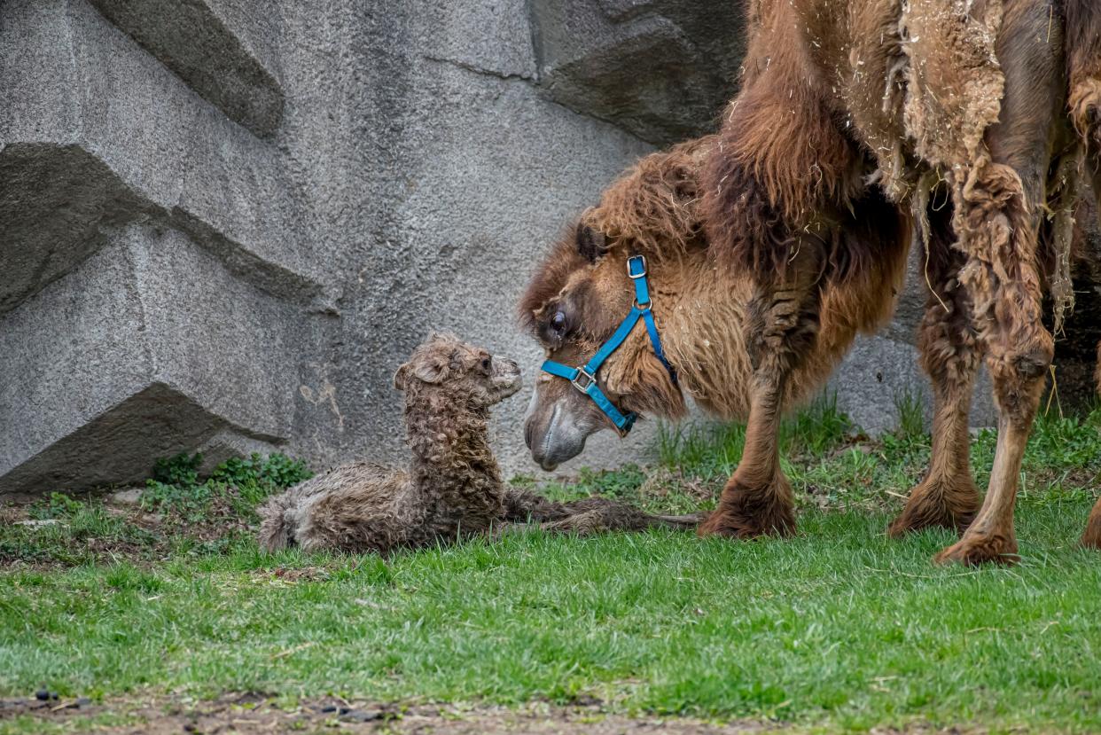 Leilani, a Bactrian camel, was born to her mom, AJ, at the Milwaukee County Zoo in 2021.