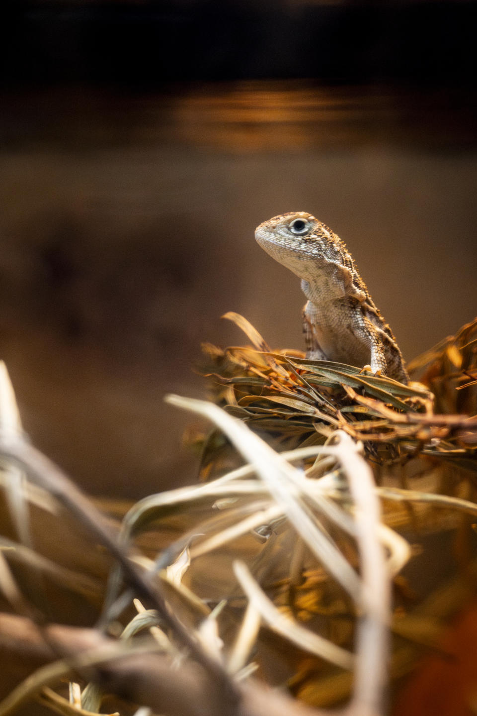 A Victorian grassland earless dragon standing on top of some leaves and sticks.