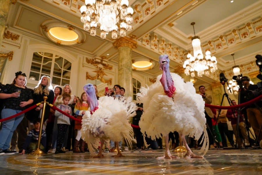 Two turkeys, named Liberty and Bell, who will attend the annual presidential pardon at the White House ahead of Thanksgiving, attend a news conference, Sunday Nov. 19, 2023, at the Willard InterContinental Hotel in Washington. (AP Photo/Jacquelyn Martin)