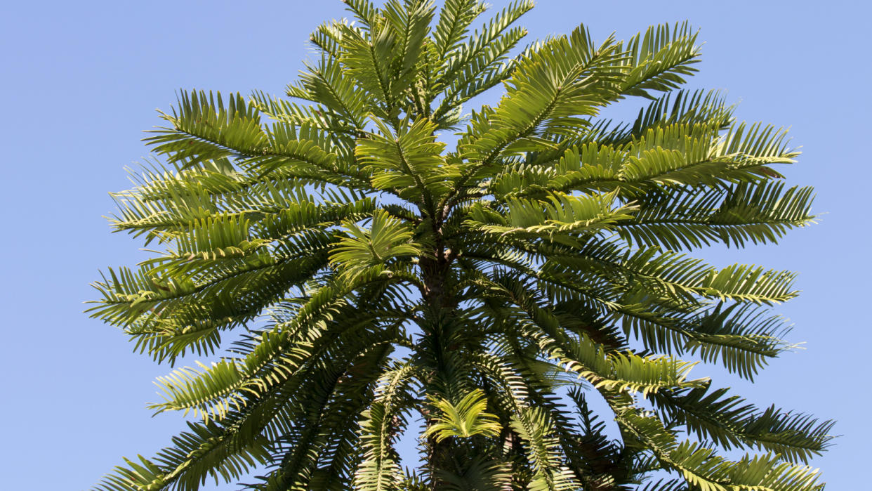  Close up of Wollemi Pine Tree. 