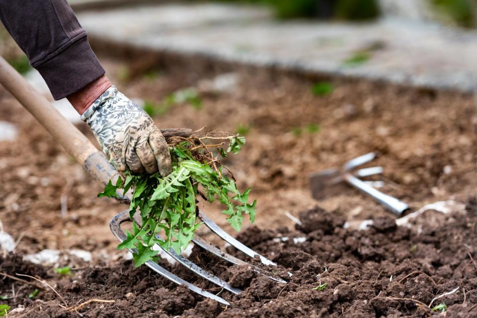 Gloved gardener using pitchfork to pull weeds from their garden