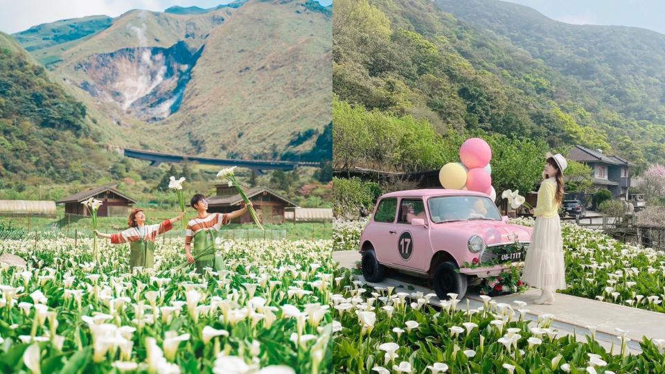 粉紅車車、繽紛氣球、網美鞦韆、漂浮星球！陽明山海芋花季開跑 夢幻打卡點搶先拍