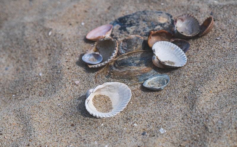 千葉縣九十九里濱海邊近日有大量蛤蜊被沖刷上岸。（示意圖，Pexel）