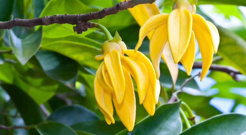 Ylang-Ylang