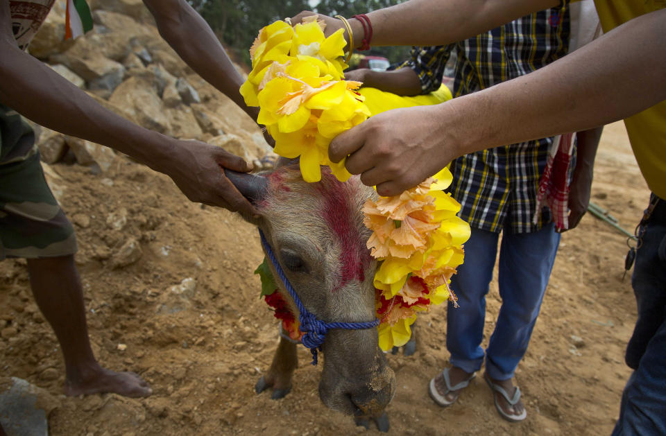 <p>Devotees put a garland on a buffalo calf before it is sacrificed at a temple of Hindu goddess Durga at Rani village on the outskirts in Gauhati, Assam state, India. Participants in the five-day Durga Puja festival believe the sacrifices bring prosperity and good health. But in some parts of India, religious animal sacrifices are banned. ( Photo: Anupam Nath/AP) </p>