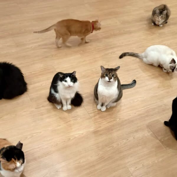 dog and cat cafes - the cat cafe