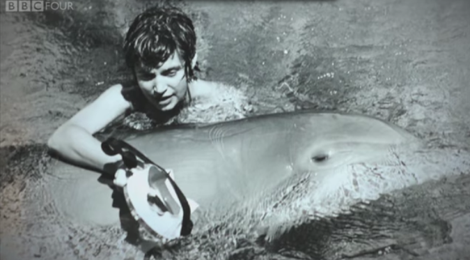 How A Science Experiment Led To Sexual Encounters Between A Woman And A Dolphin 