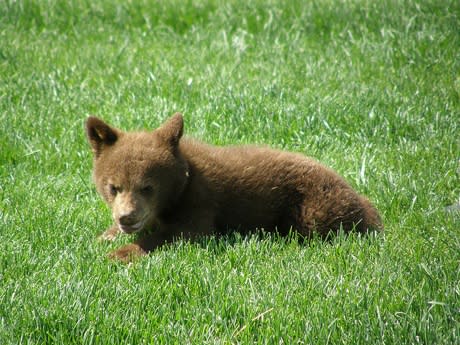 L'ours brun