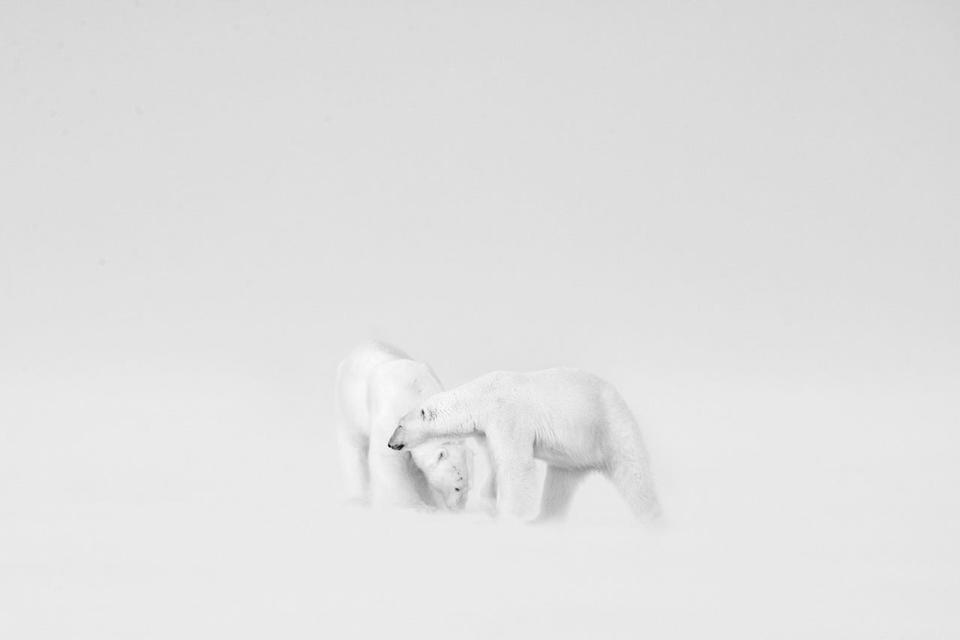 Polar bears in the snow.