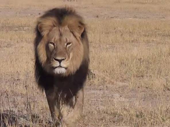 Cecil was one of Zimbabwe's most famous lions and served as a tourist attraction before he was shot dead by a dentist from Minnesota: Byran Orford/Youtube