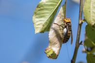 In photo provided by the Washington State Dept. of Agriculture, an Asian Giant Hornet wearing a tracking device is shown Thursday, Oct. 22, 2020 near Blaine, Wash. Scientists have discovered the first nest of so-called murder hornets in the United States and plan to wipe it out Saturday to protect native honeybees, officials in Washington state said Friday, Oct. 23, 2020. (Karla Salp/Washington Dept. of Agriculture via AP)